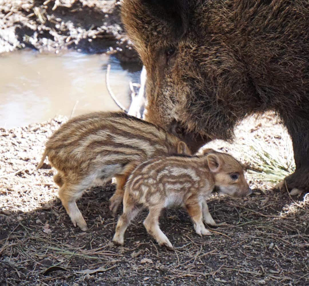 Iberian-wild-boar-babies and mum