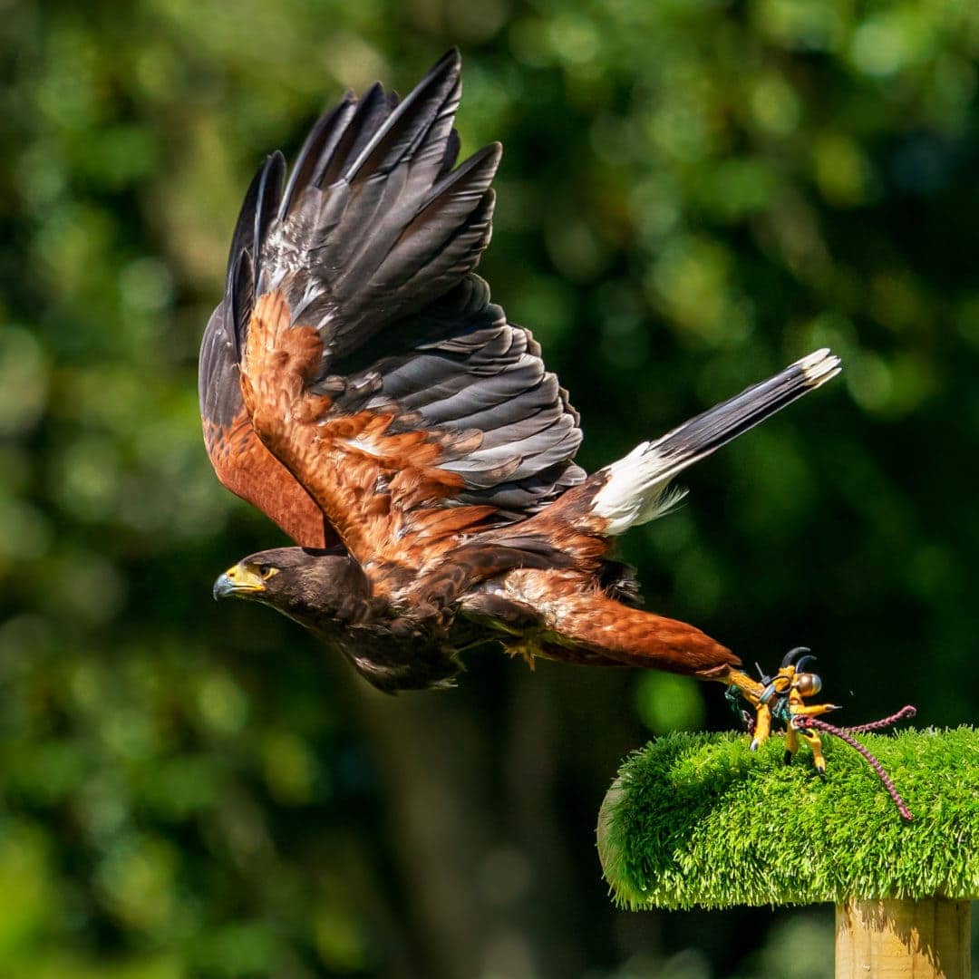 Launch-of-a-Harris-hawk at Dunrobin Castle falconry