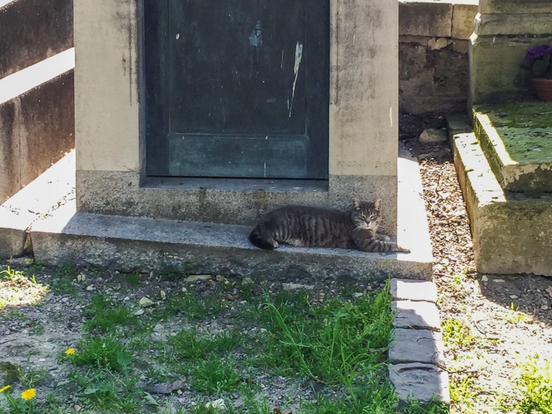 Cat sitting in front of a gravestone