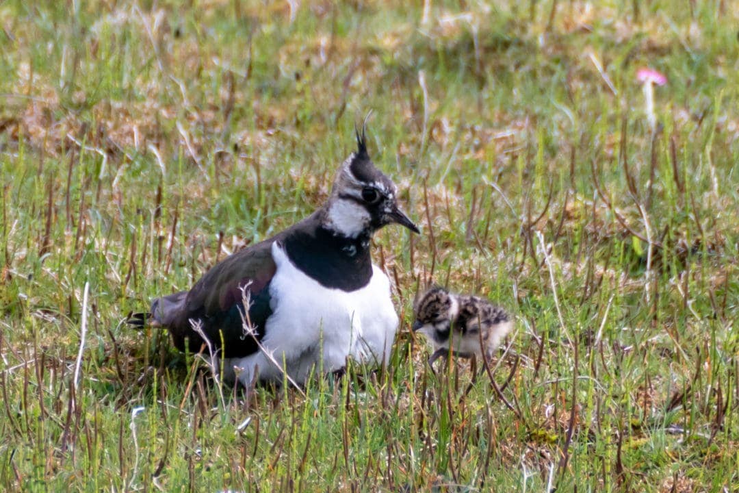 Female lapwing with chick