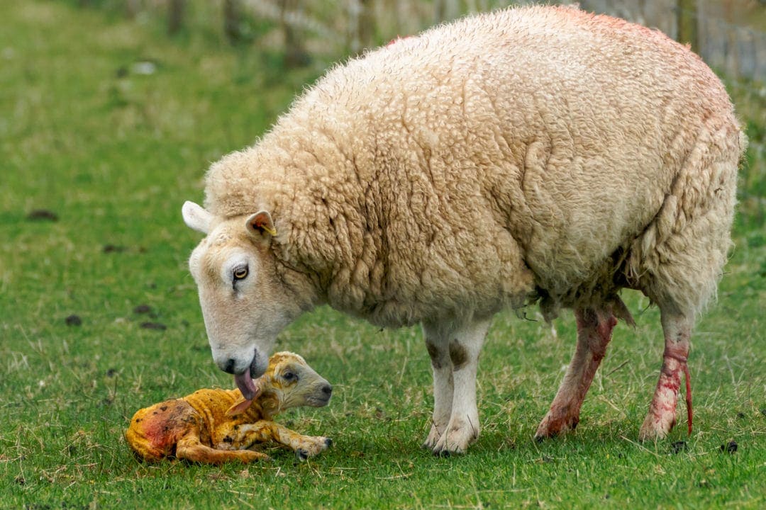 Mother sheep with a lamb just born and still covered in afterbirth