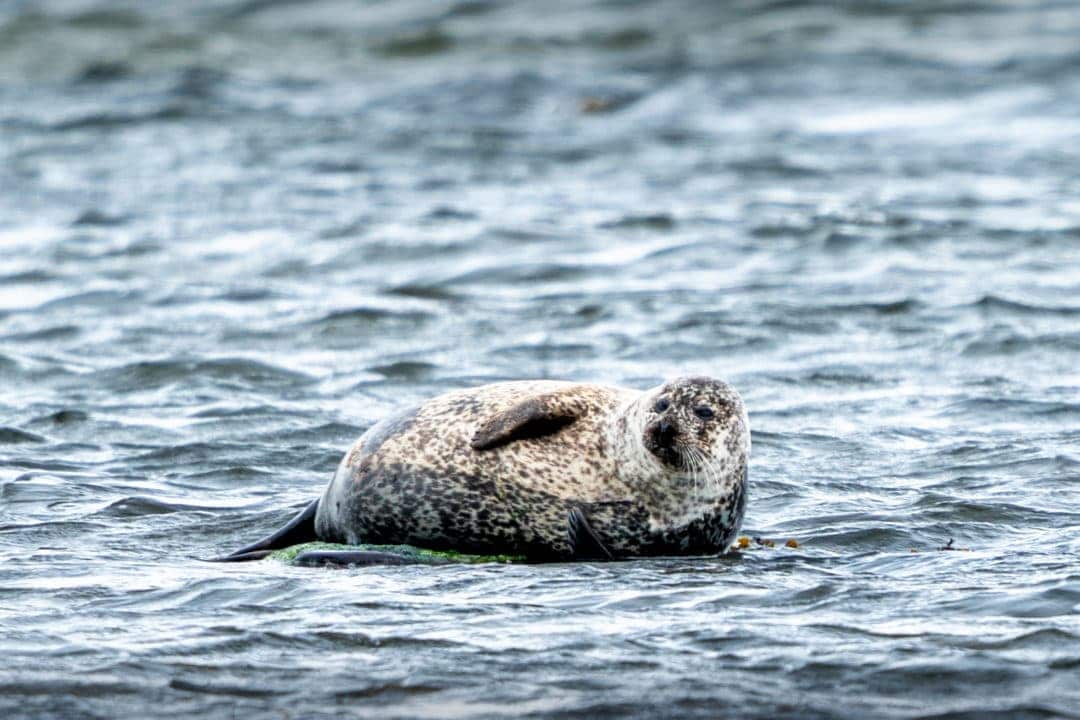 Seal chilling on the shore of Loch  Stenness 