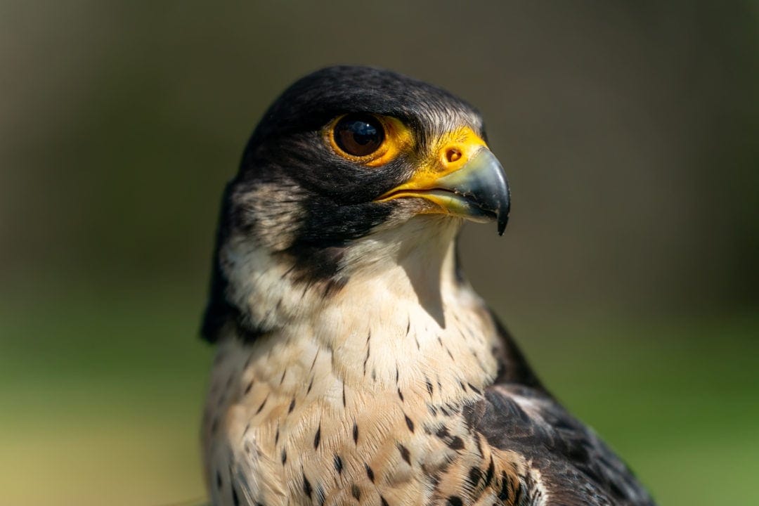Peregrine-Falcon-portrait