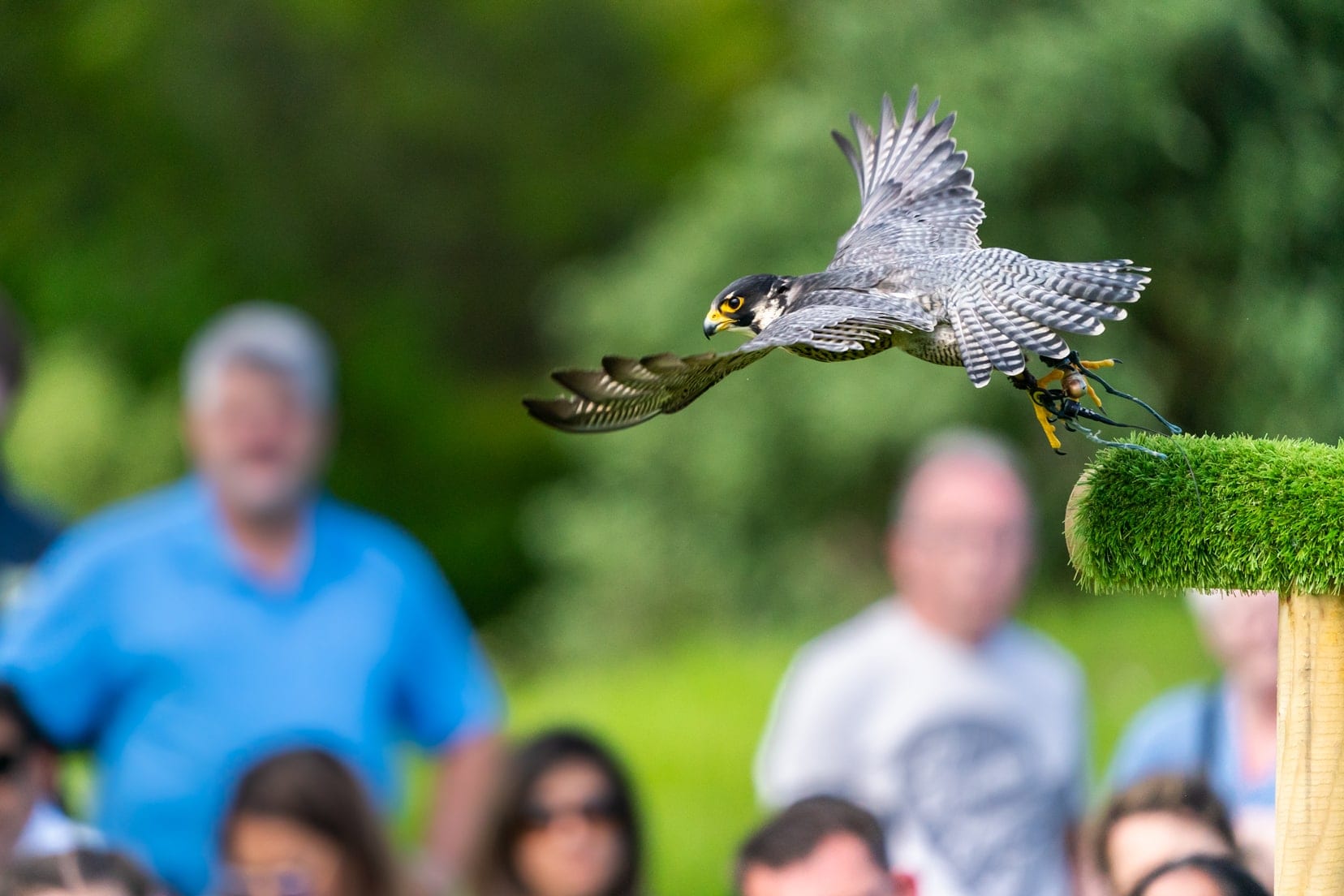 Peregrine-falcon-taking-to-flight at Dunrobin Castle