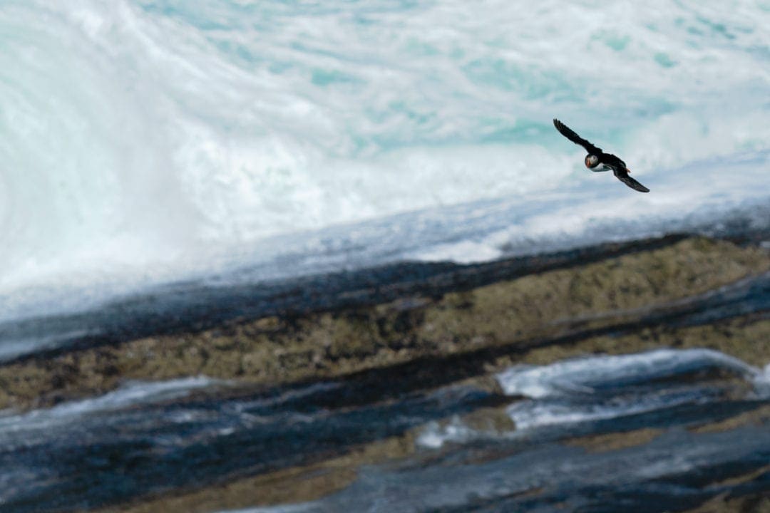 Puffin flying across the cliffs at Brough of Birsay, Orkney