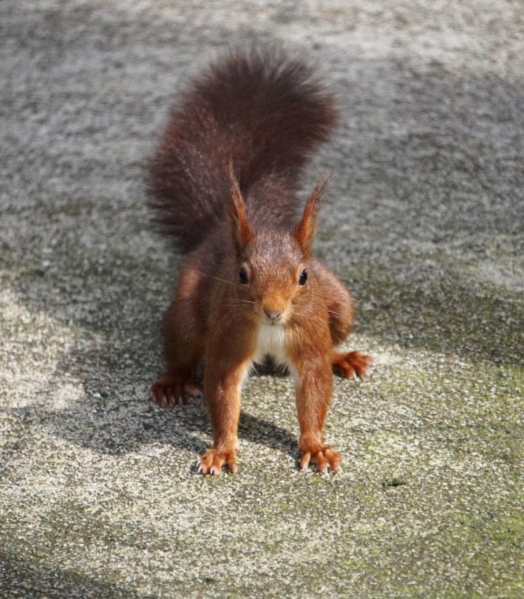 red squirrel on pavement