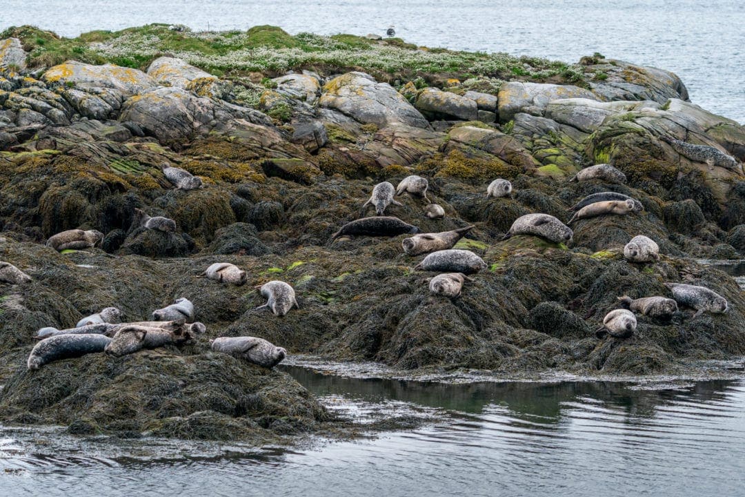 seals on a small rocky island