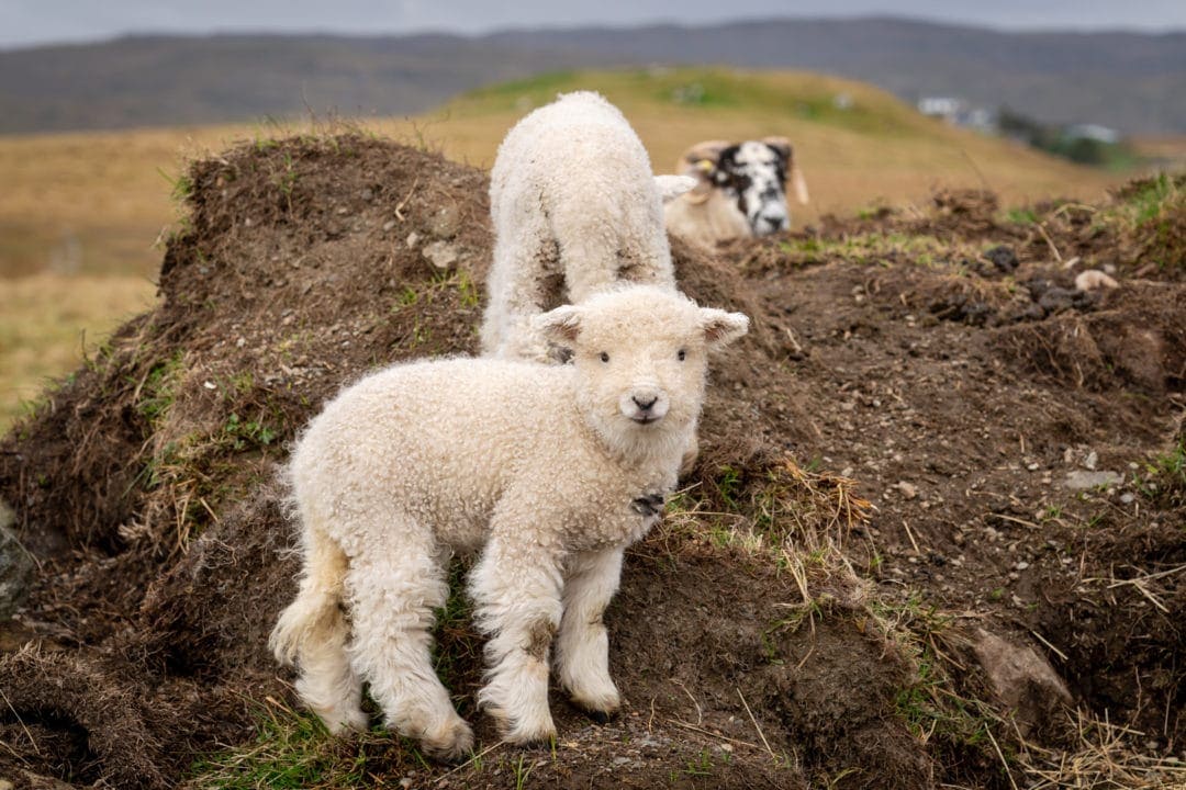 Cute sheep stood on a hillock