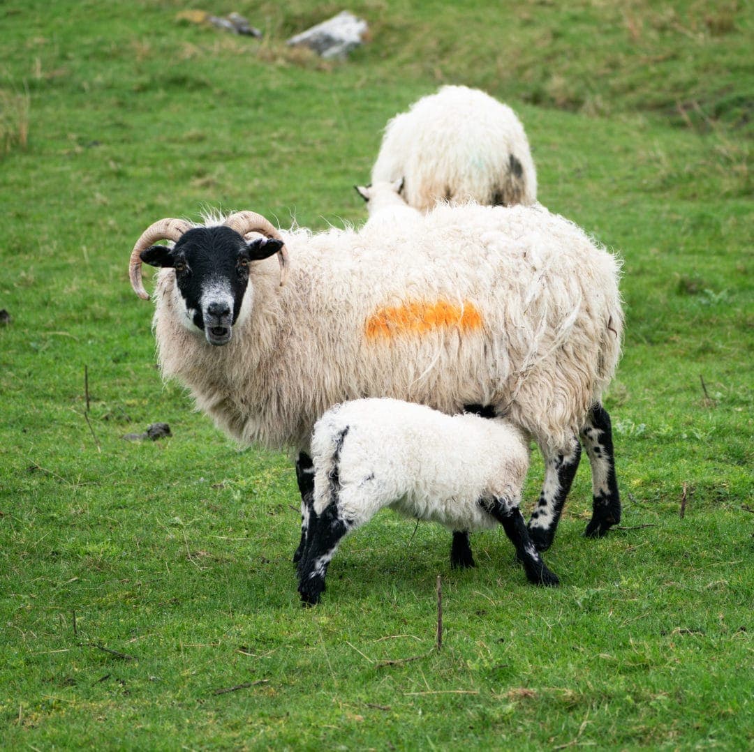 Sheep with orange strip sprayed on its fleece feeding a lamb