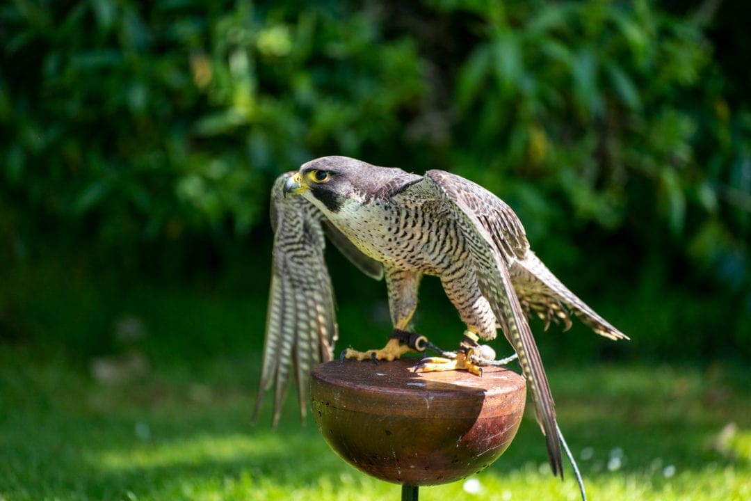 Tethered-falcon on a brown stand and stood with its feathers spread wide