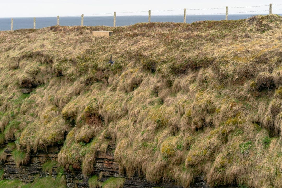 Stoat trap on side of Gloup in Orkney - Rectangular wooden box