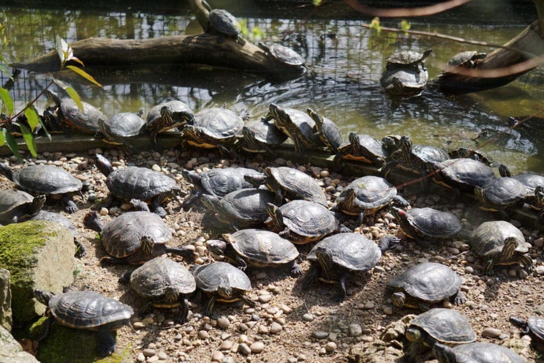 Baby Turtles-at-Gaia-Biological-Park
