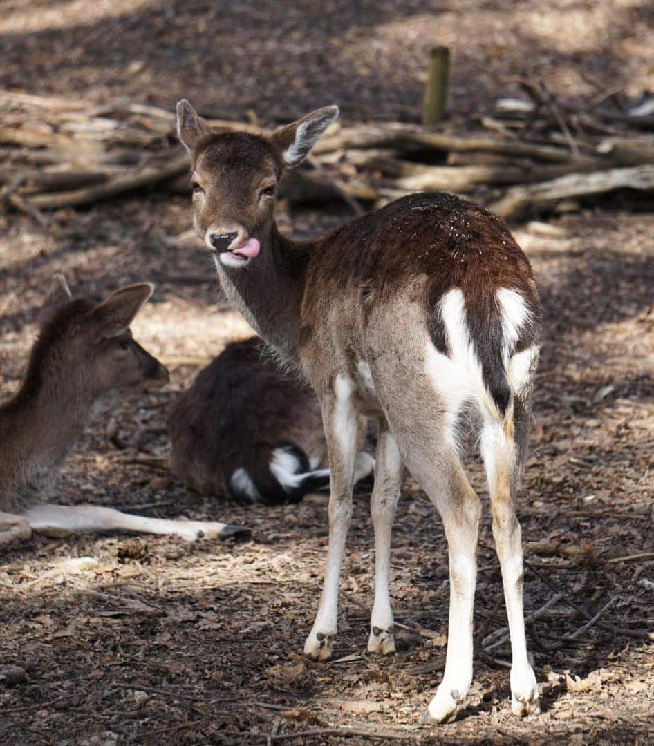 deer-at-Parque-Biologica-de-Gaia