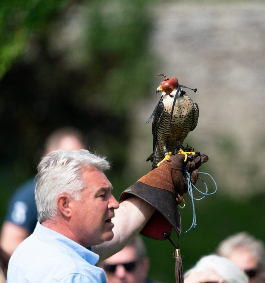 hooded-falcon on the gloved hand of its trainer