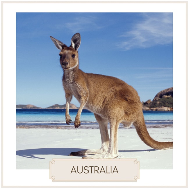 Destination Australia, beach with a kangaroo on it