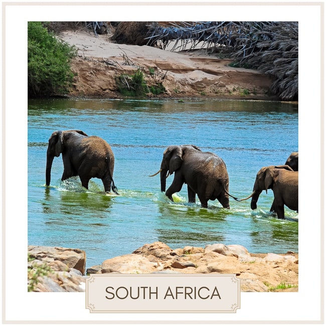Destination south africa image of elephants crossing a river
