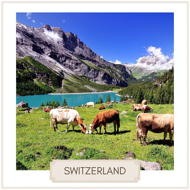destination switzerland image of a lake with cows grazing on the adjacent field