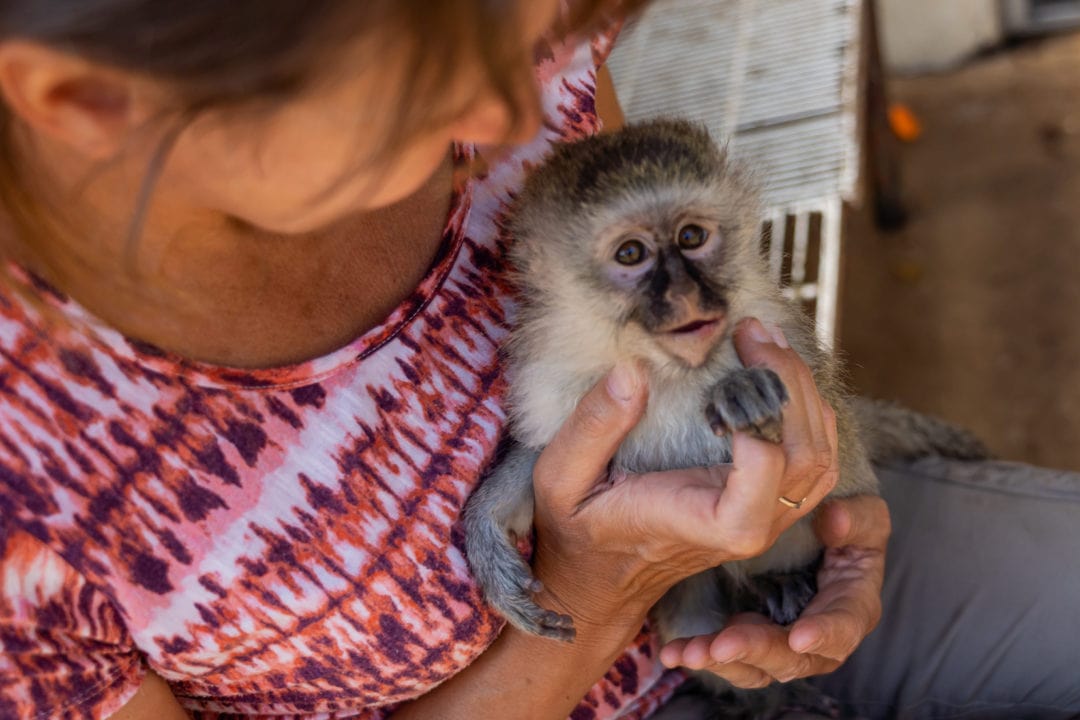 Baby monkey being held and looking up to the camera