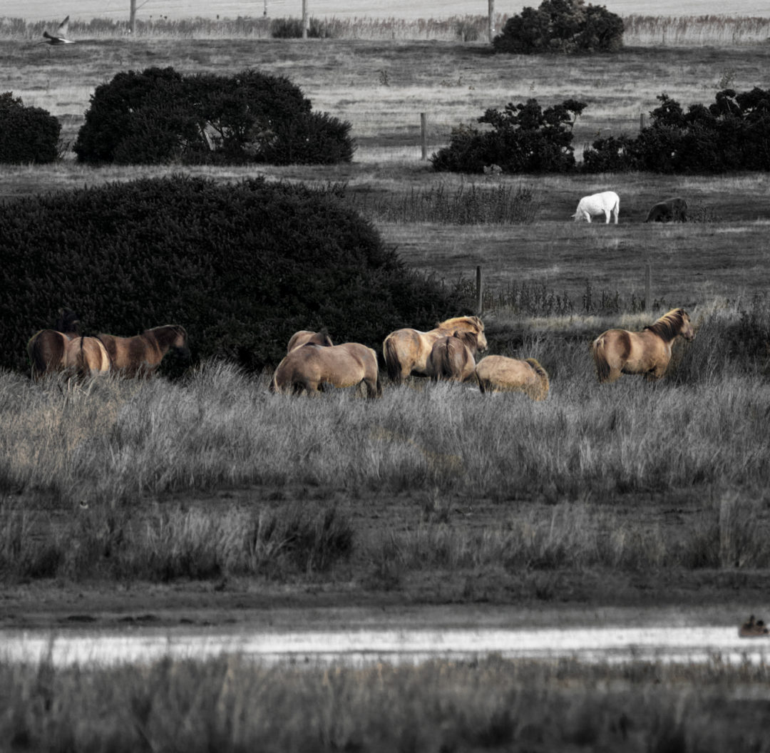 Konik ponies at Loch Strathbeg