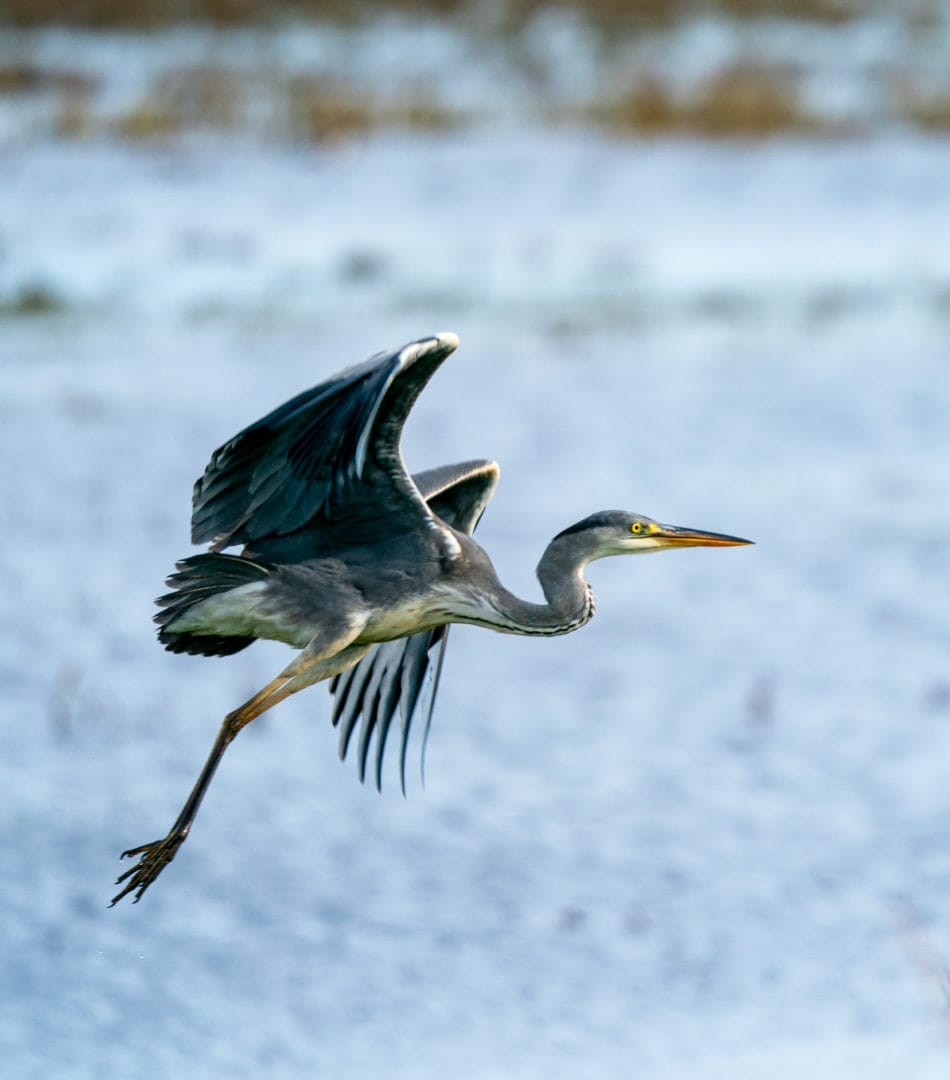 blue heron flying over water