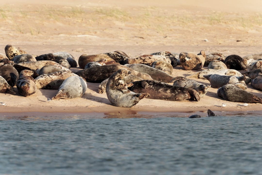 Newburgh-Beach-seals all layig together on the sand bank beside the ocean