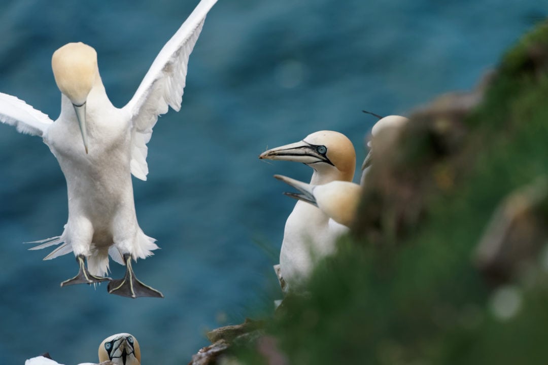 Troup Head Gannet landing 