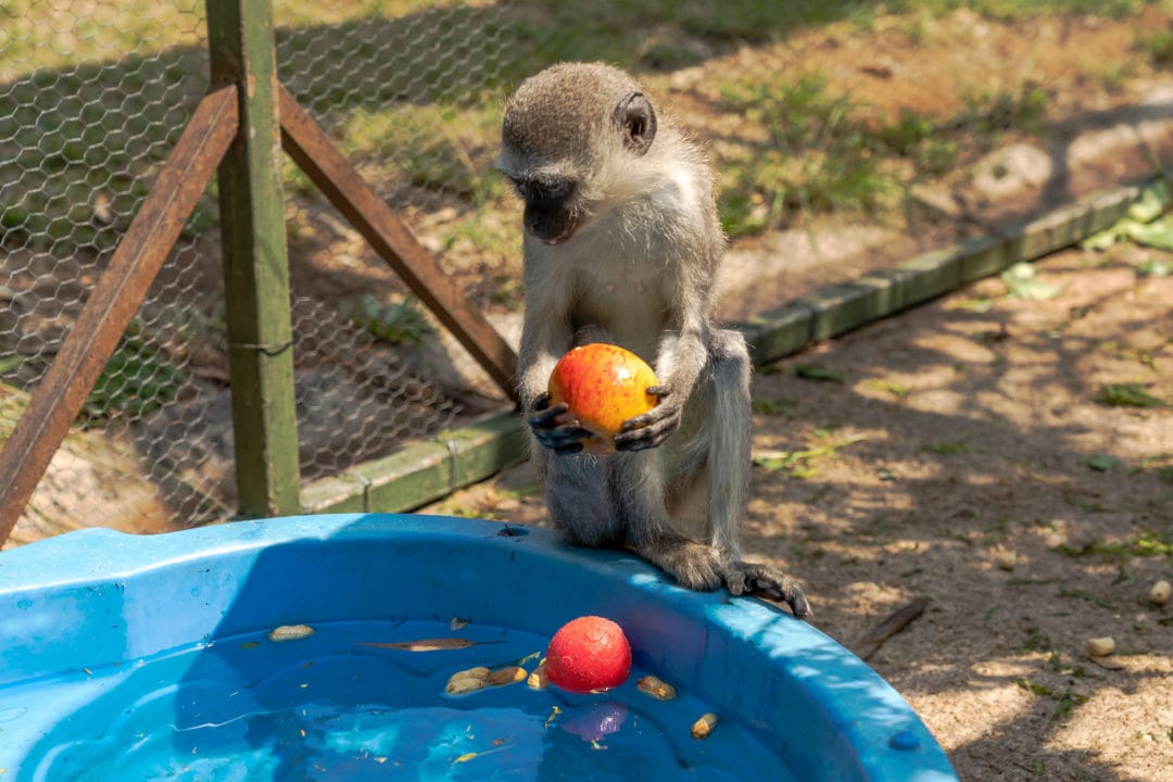 Baby Vervet monkey holding an apple at the pool side