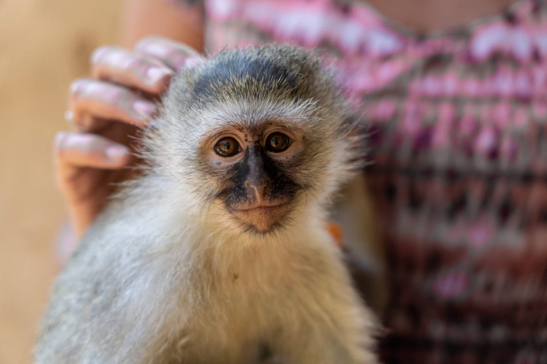 Vervet-monkey-sitting-on-a-lap