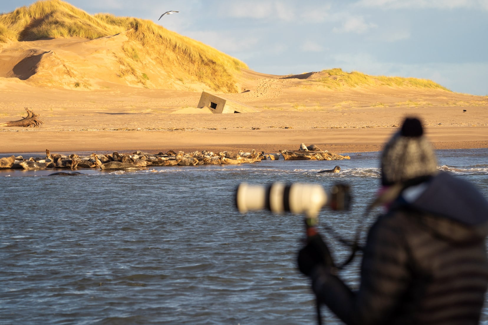 Blurred image of woman with camera in foreground and seals on the sand bank in focus in the background