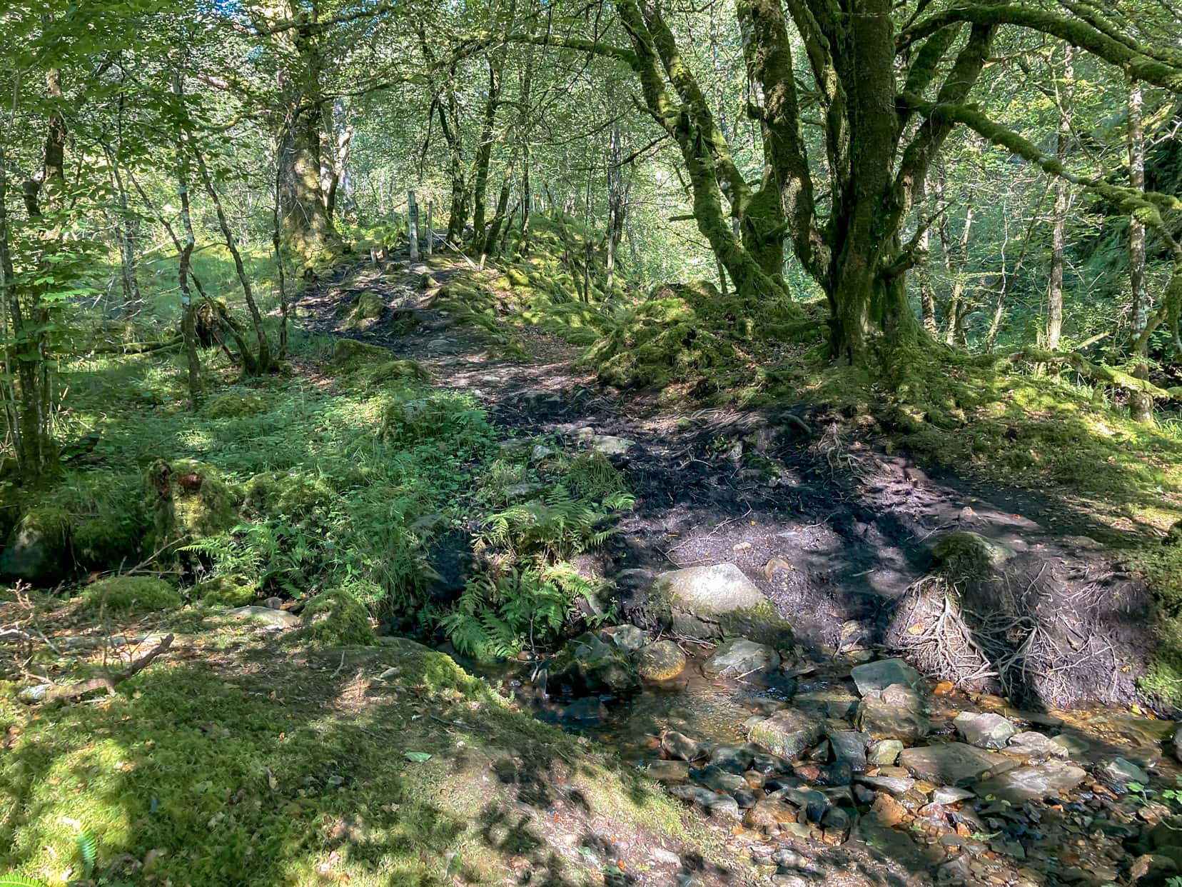 small stream crossing with stones in it