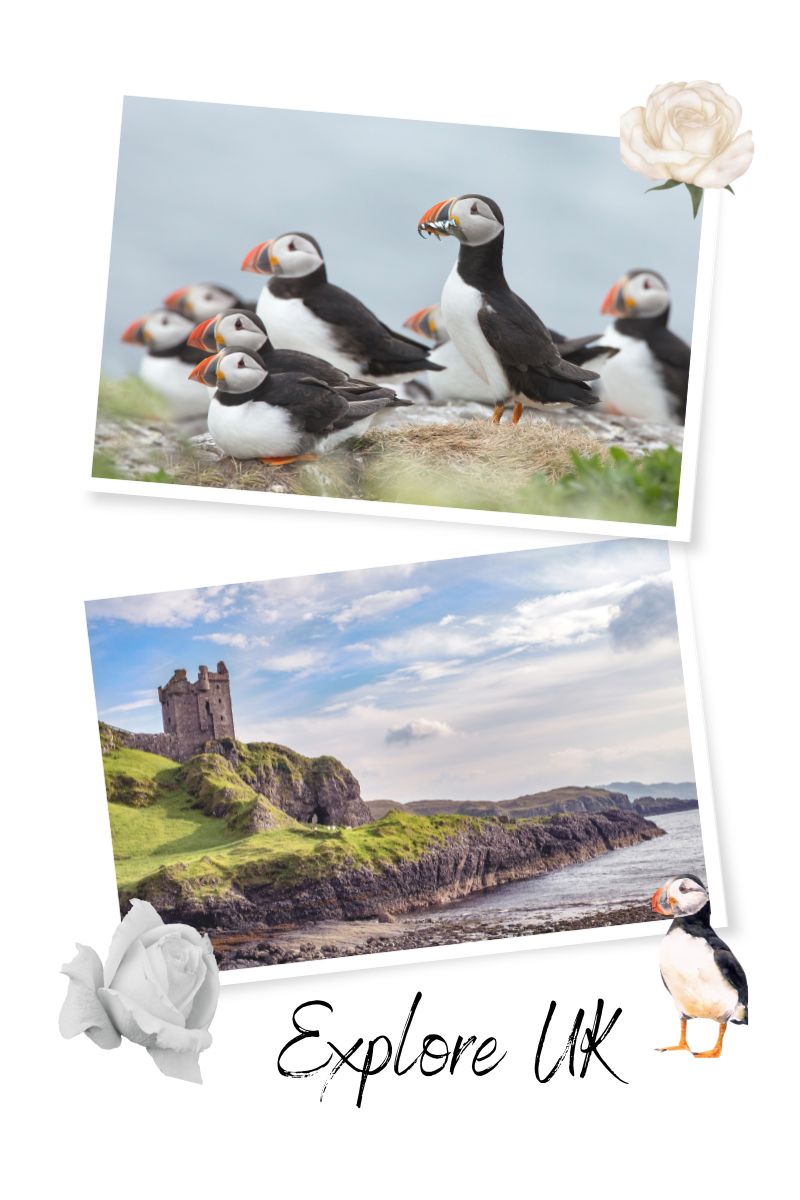 Puffins and castle for explore UK page 