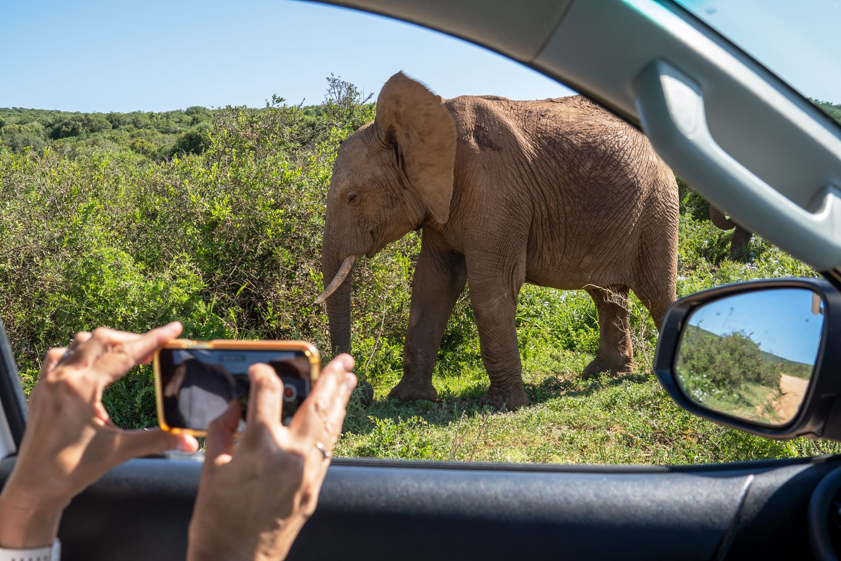 Taking a photo of an elephant from the car with a mobile phone on a safari road trip