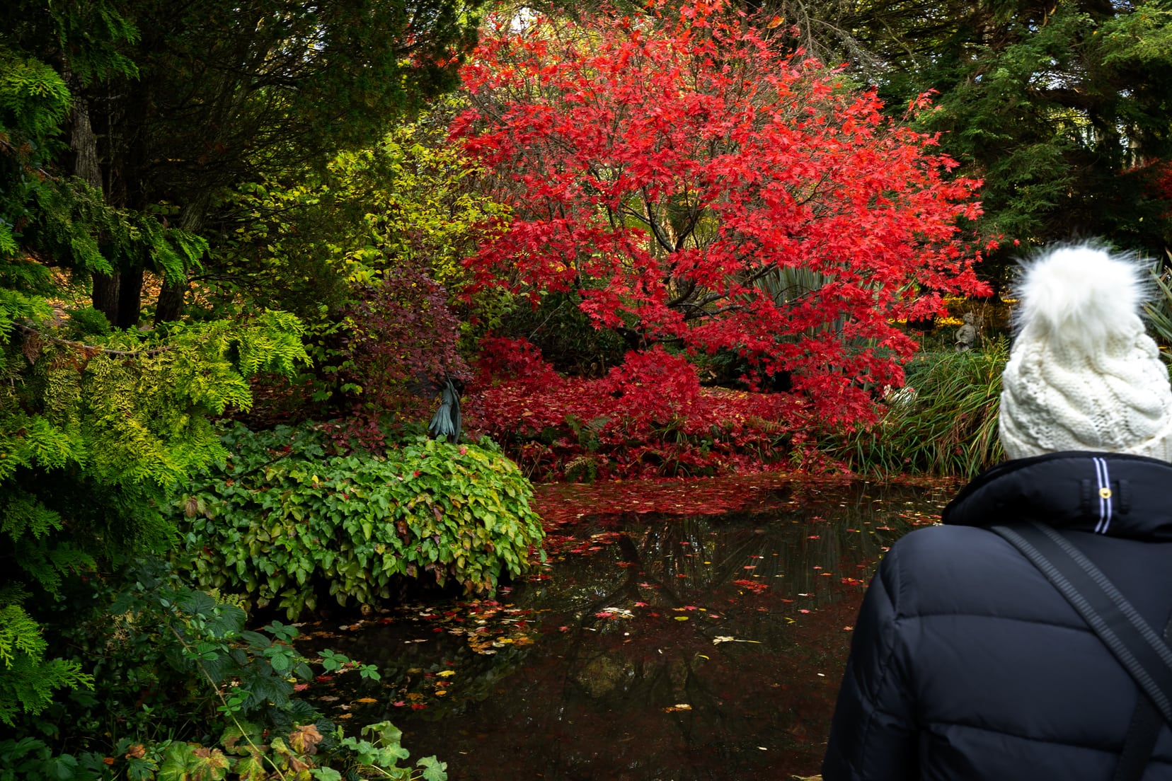 red tree over a pond at Drum castle gardens