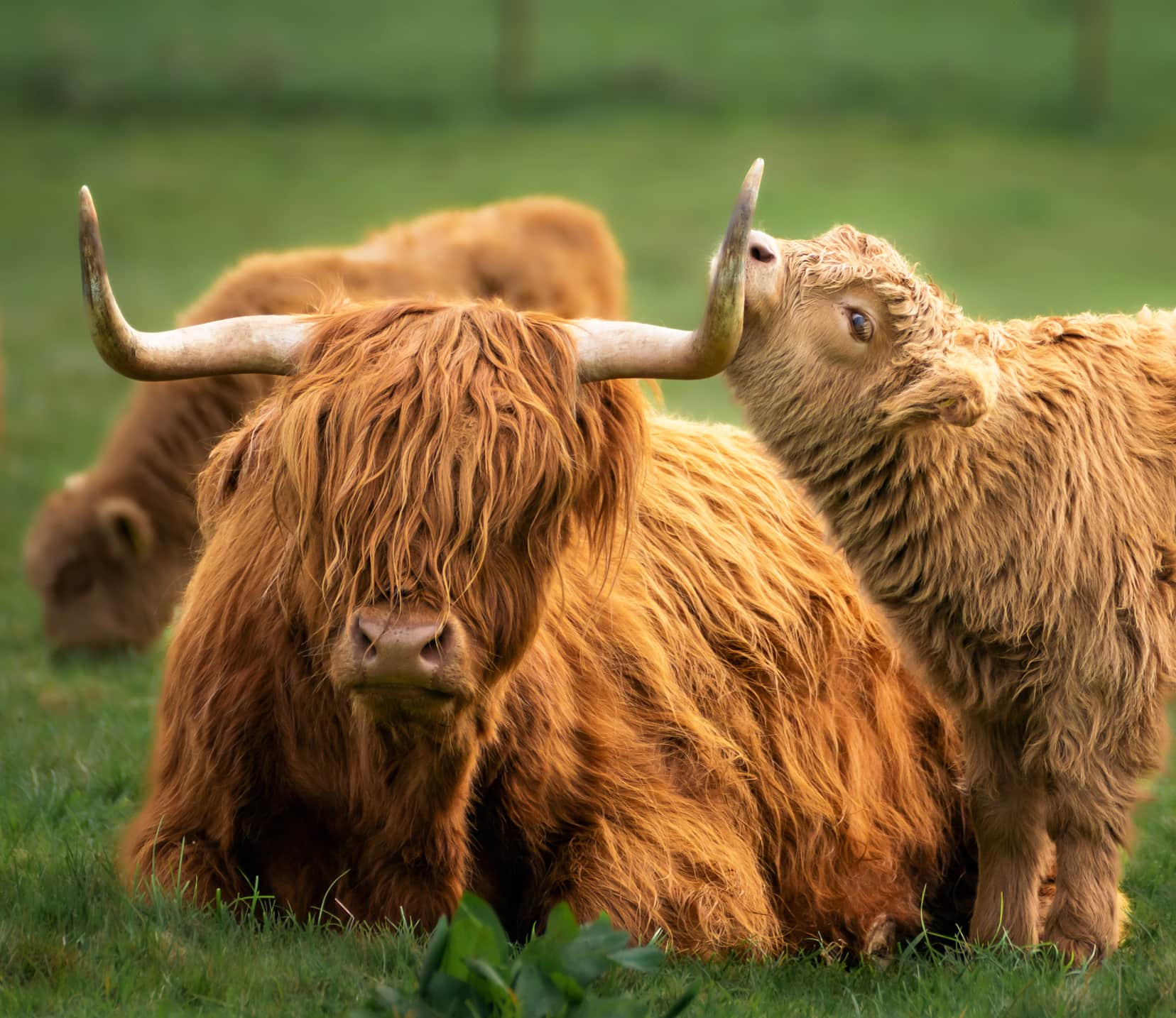 Highland cow with calf at Crathes Castle Aberdeenshire