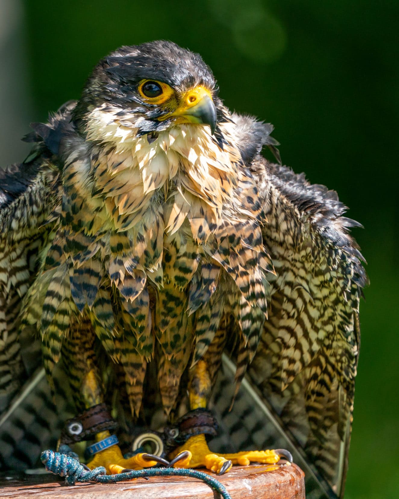 Wet Falcon at Dunrobin Castle