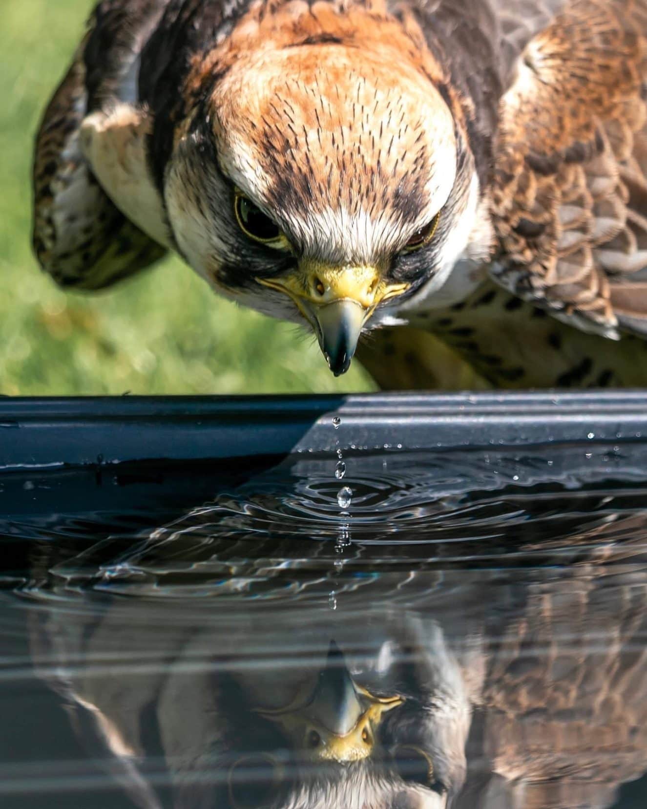 Falcon reflections at Dunrobin Castle and Falconry