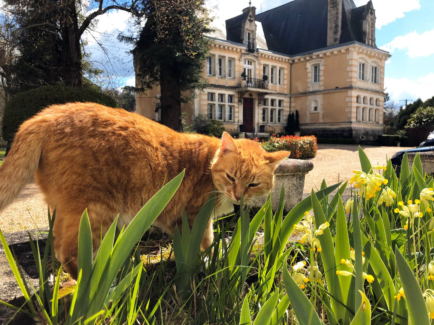 French chateau in background and cat in foreground - house sitting in France
