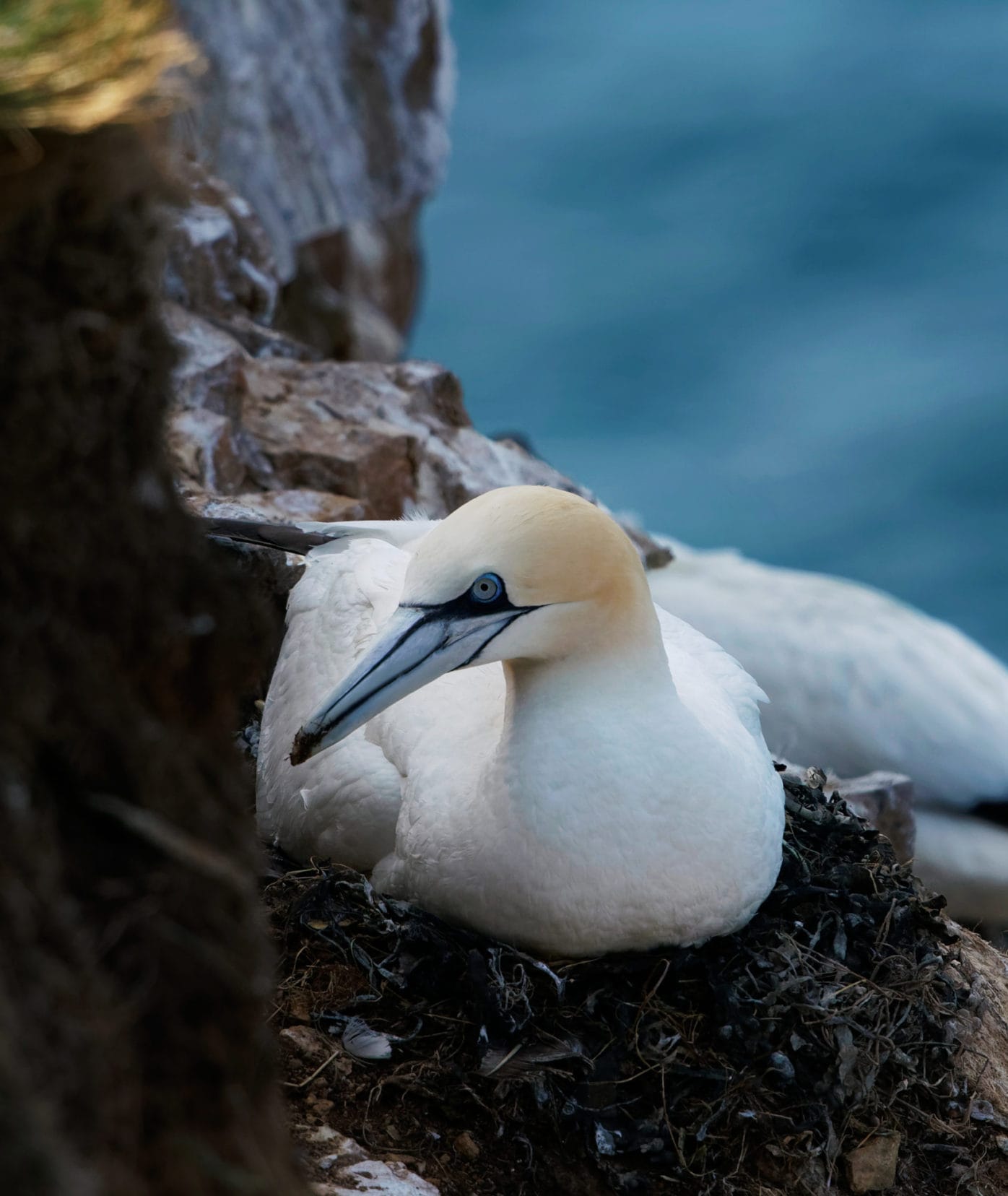 Things to do in Aberdeenshire _ Gannet-on-Nest at Troup Head, 