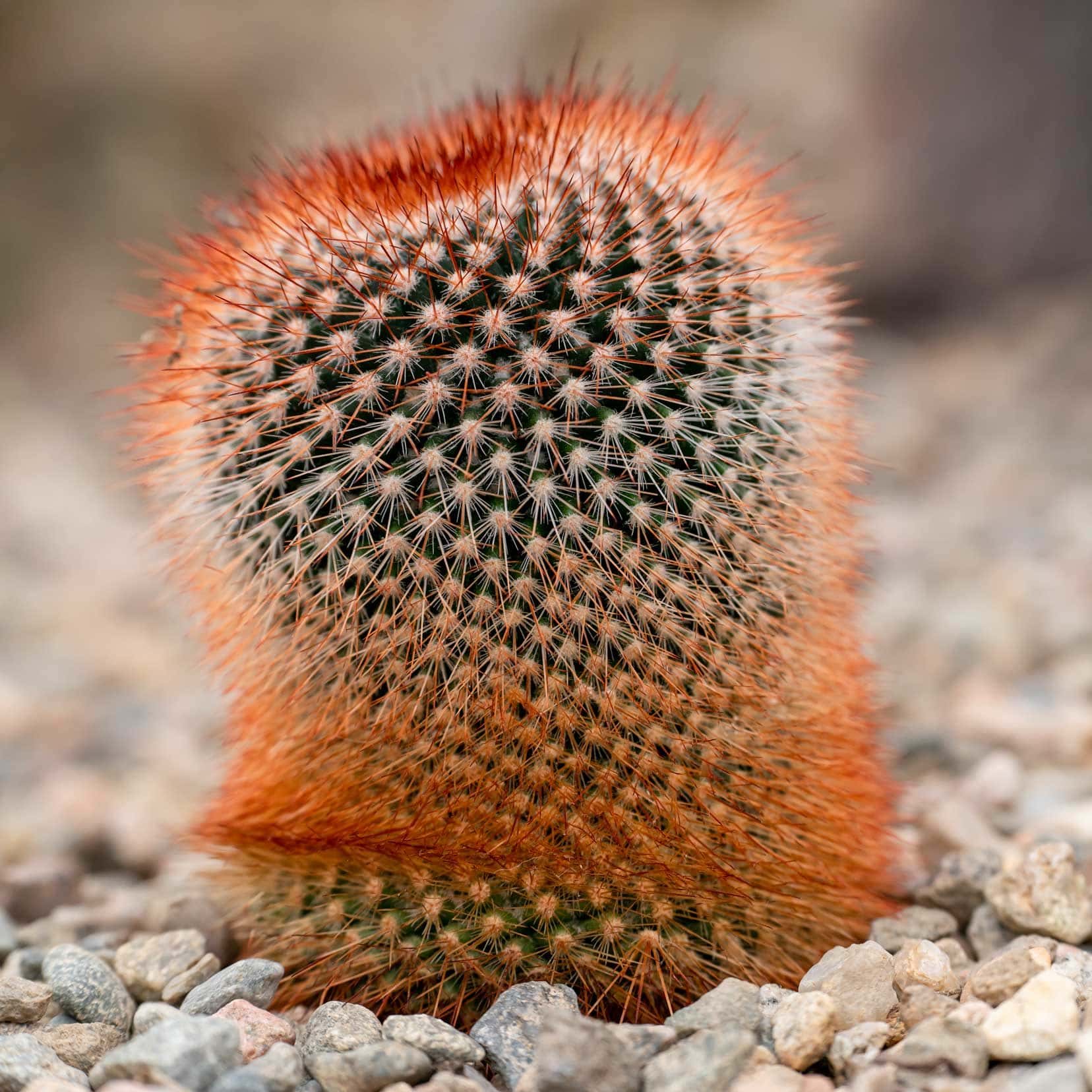 Aberdeen Duthie Park Winter Gardens - cactus