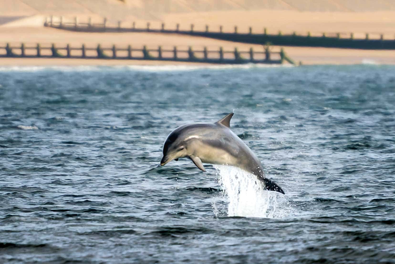 Dolphin at Aberdeen harbour