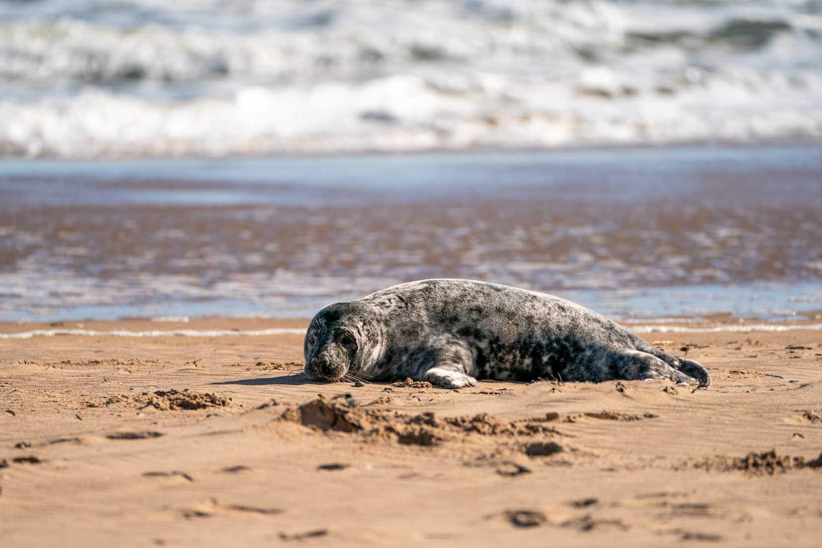 Forvie beach seal