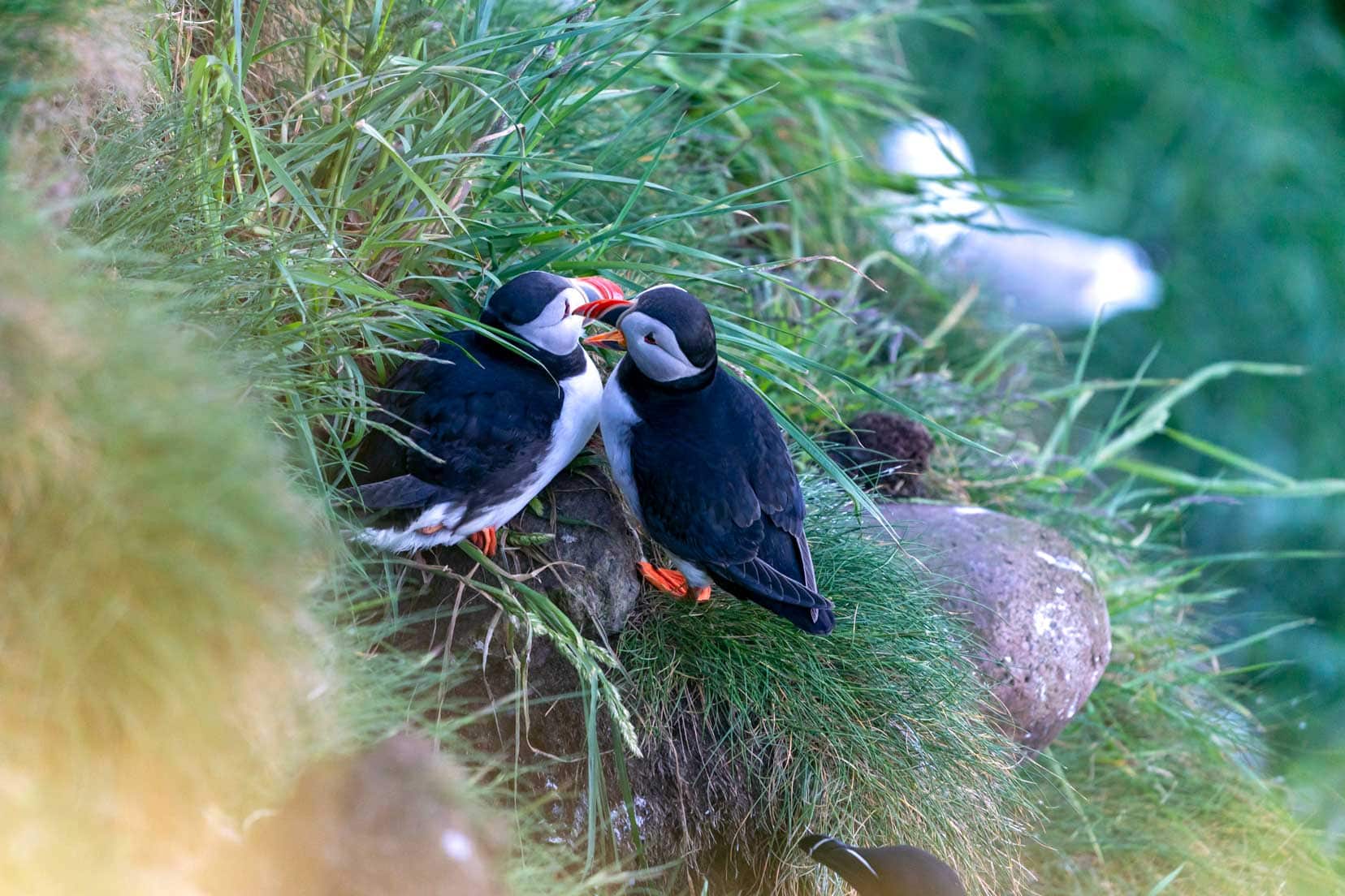 puffins at Fowlsheugh in Aberdeenshire