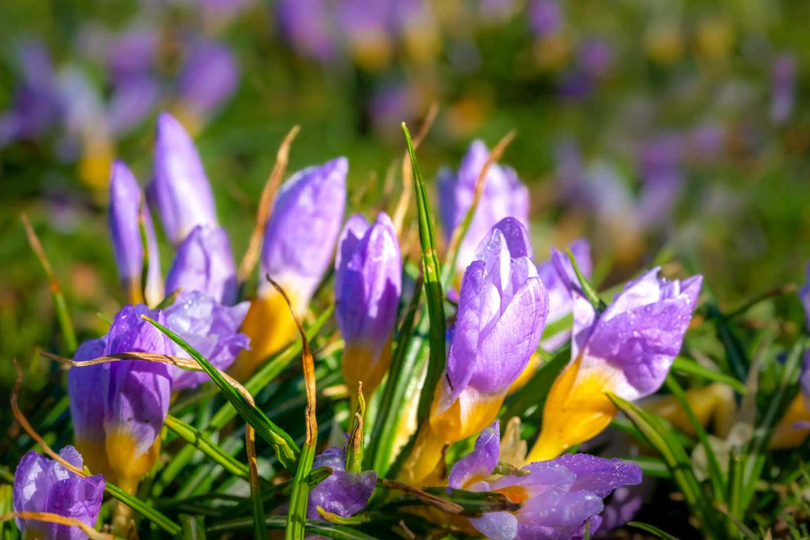 Hazelhead-Park-purple crocus 