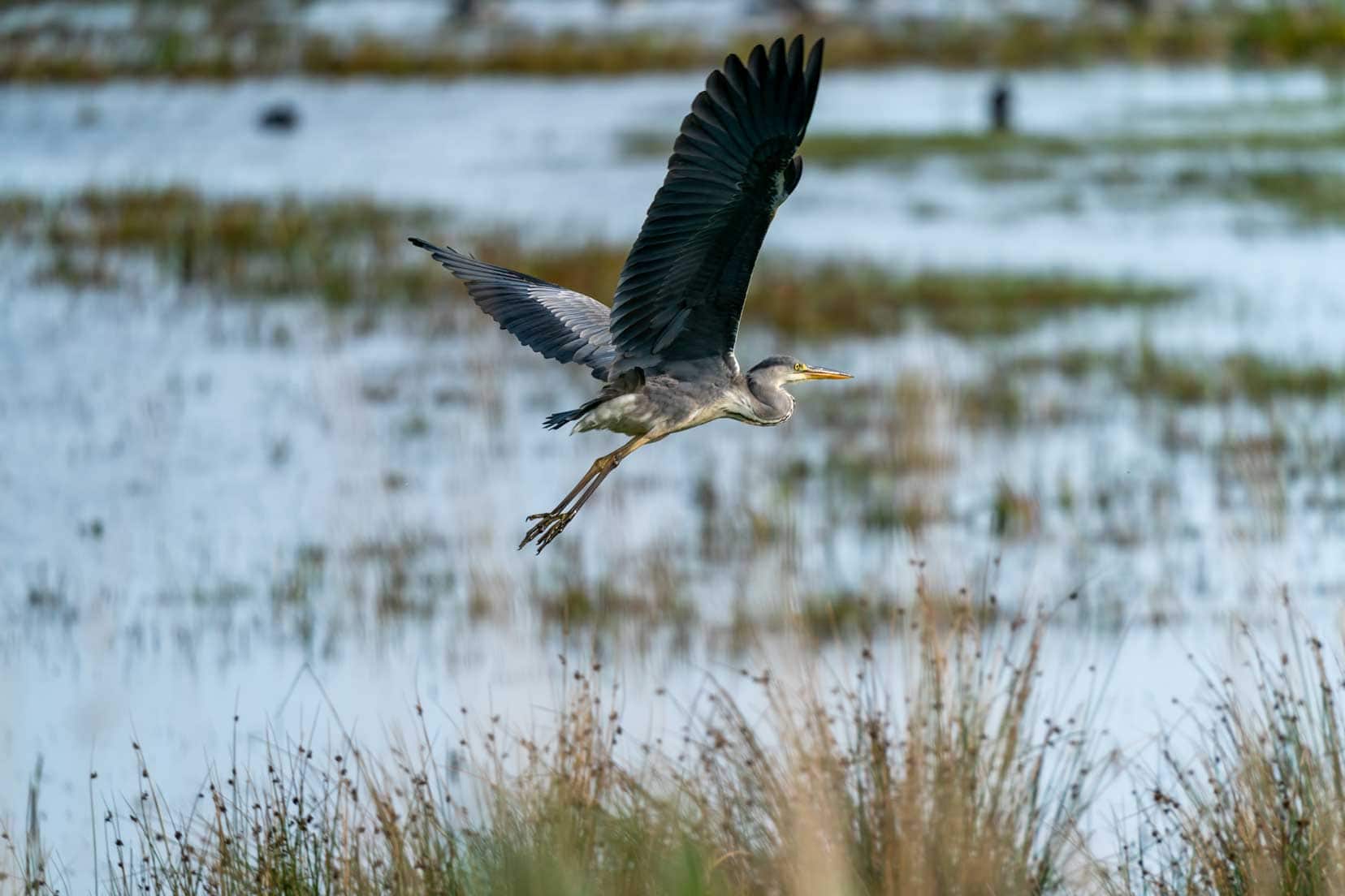 heron flying across the lake at Loch Strathbeg