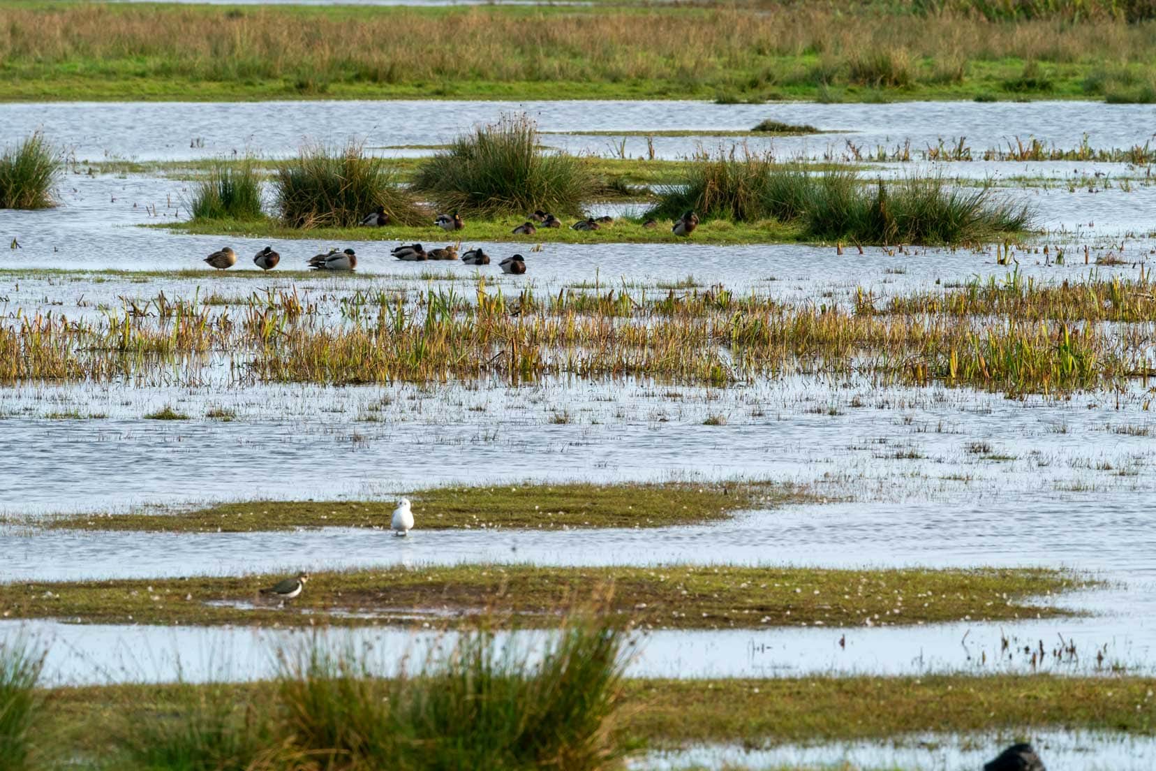 Loch-of-Strathbeg  waters