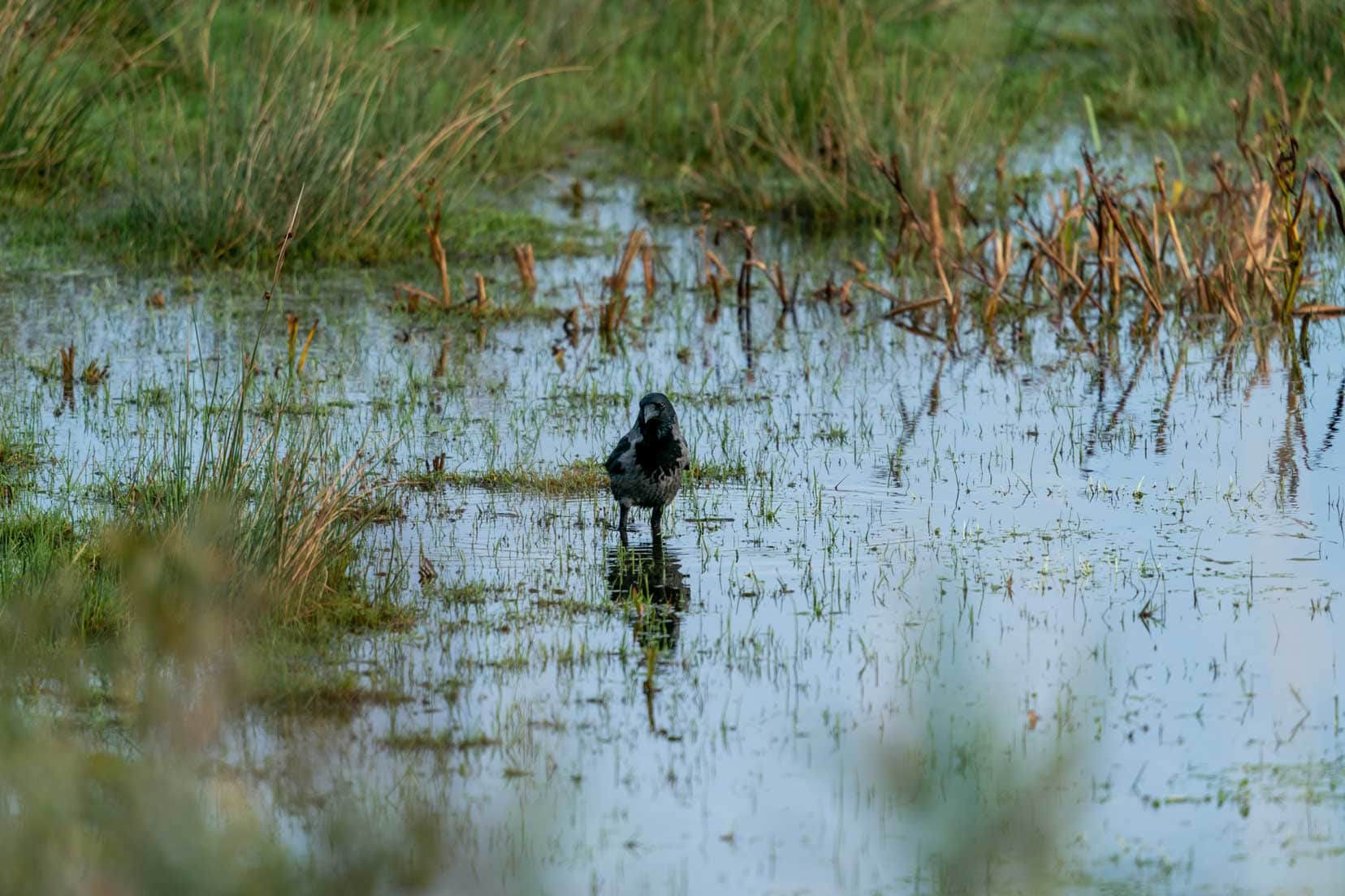 bird in Loch-of-Strathbeg