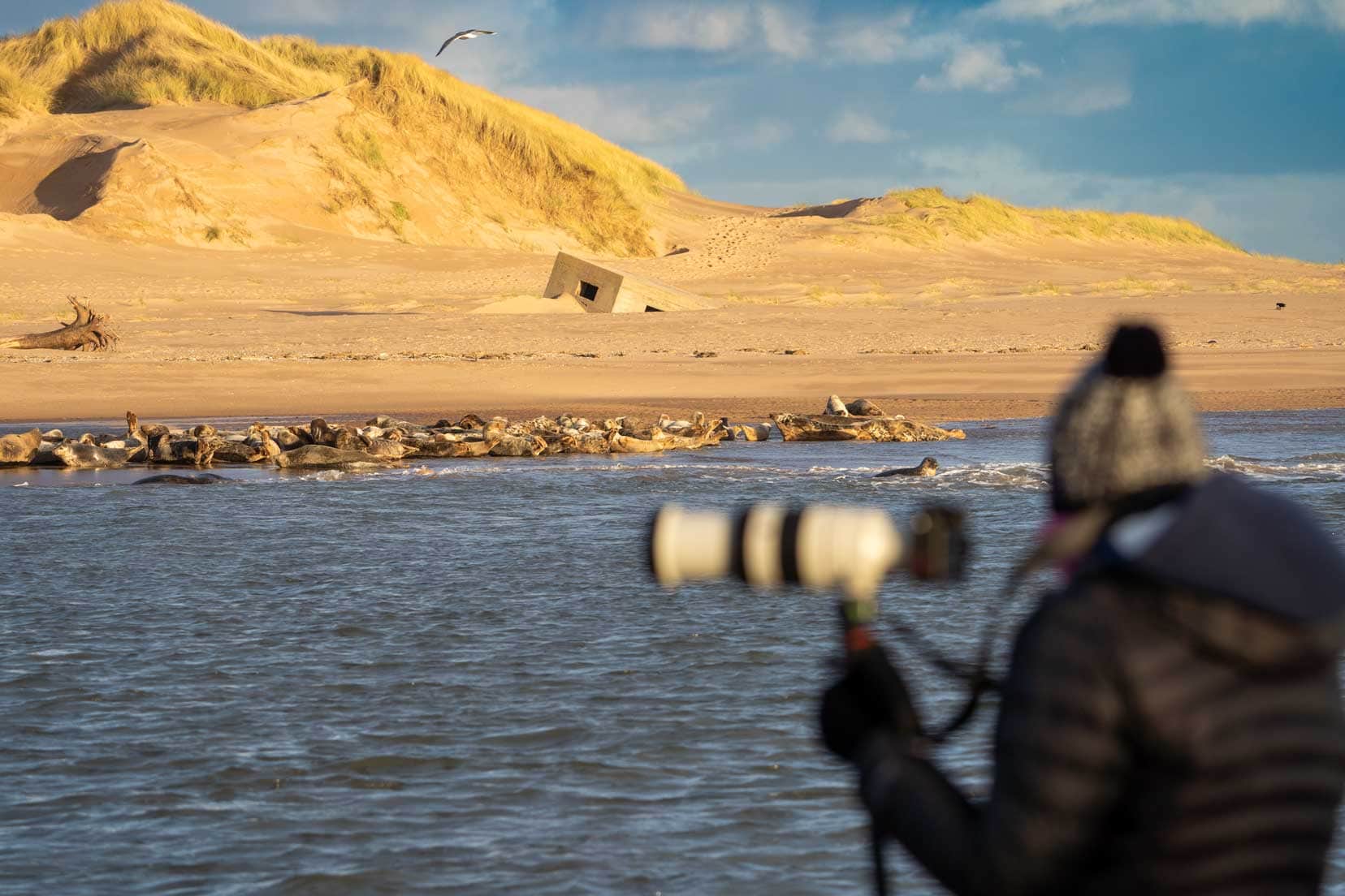 Newburgh-Beach-seals in the background with a photographer in the foreground