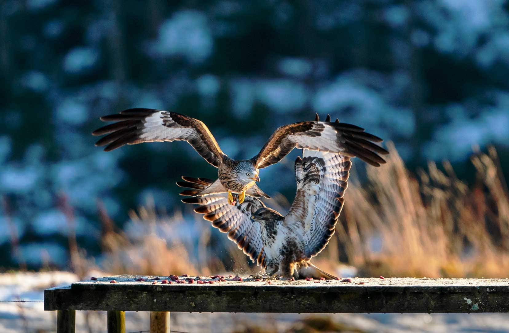 2 birds vie for meat scraps on a table