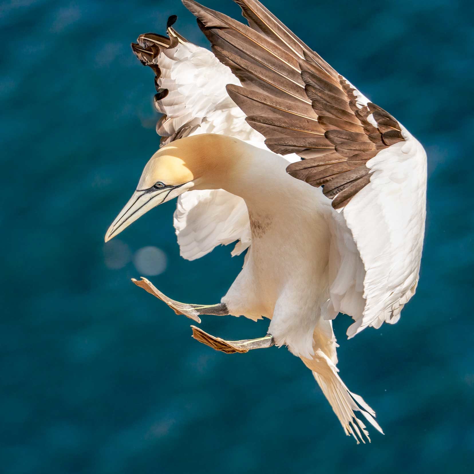 Troup-Head-gannet in flight