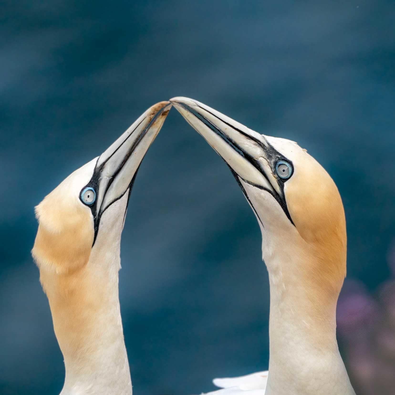 Troup-Head-gannets touching beak to beak